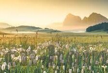 糖心app 小桃-糖心app与小桃，嵌入日常的数字互动
